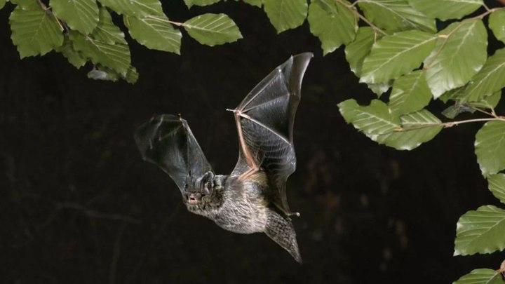 Fledermaus